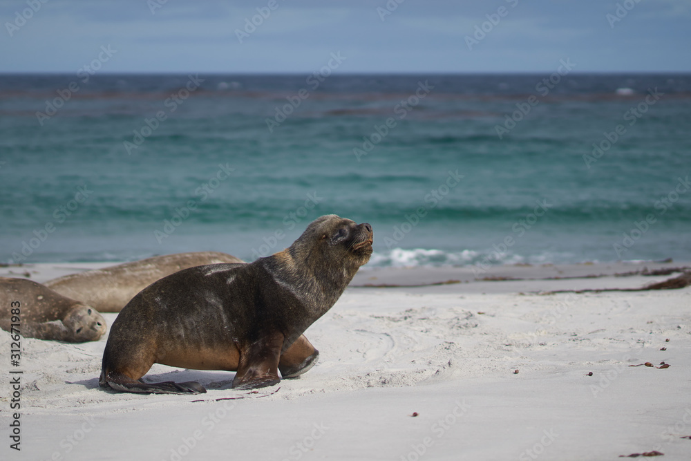 Fototapeta premium Male Southern Sea Lion (Otaria flavescens) among a group of Southern Elephant Seal (Mirounga leonina) on Sea Lion Island in the Falkland Islands.