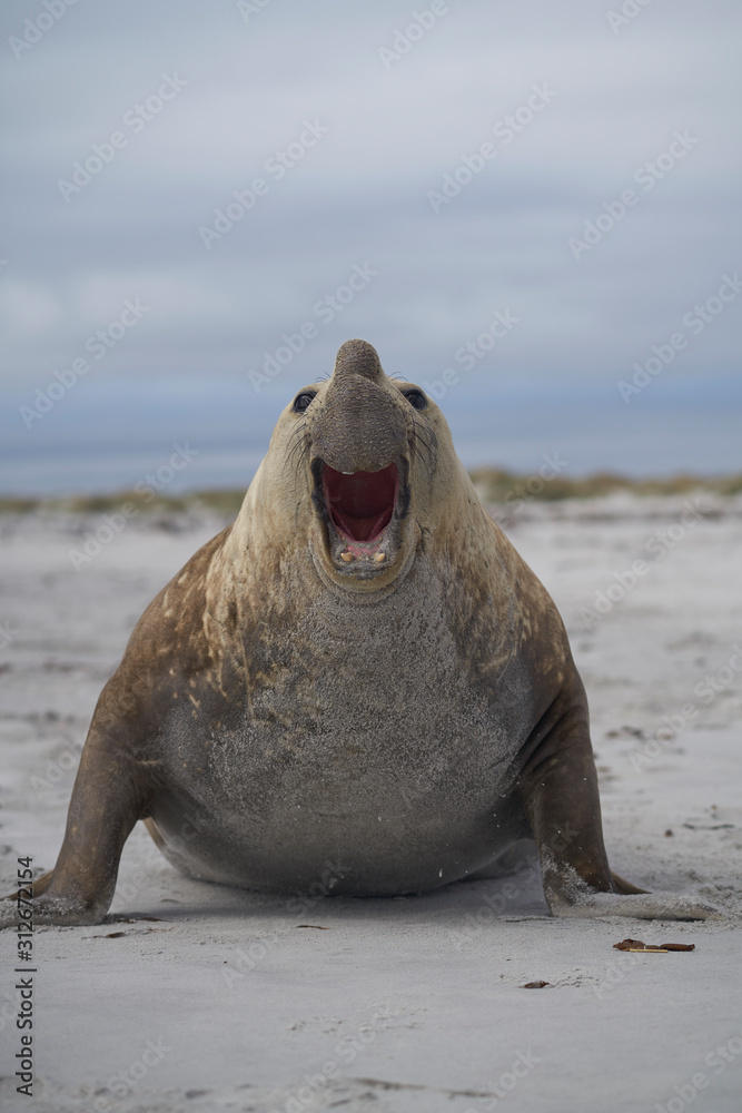 Fototapeta premium Large male Southern Elephant Seal (Mirounga leonina) during the breeding season on Sea Lion Island in the Falkland Islands.