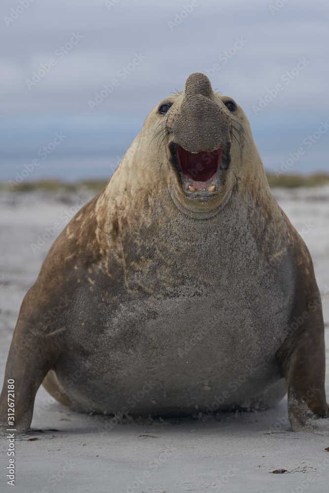 Obraz premium Large male Southern Elephant Seal (Mirounga leonina) during the breeding season on Sea Lion Island in the Falkland Islands.