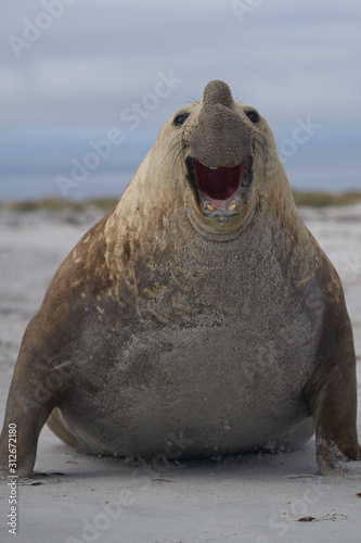 Large male Southern Elephant Seal (Mirounga leonina) during the breeding season on Sea Lion Island in the Falkland Islands.