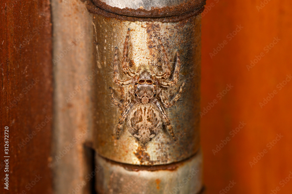 Close up the jump spider on steel door at home Close up the jump spider on steel door at home