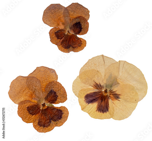 Genuine old pressed pansy flowers isolated on white background.