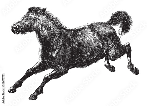 Wild horse Tarpan / vintage illustration from Brockhaus Konversations-Lexikon 1908