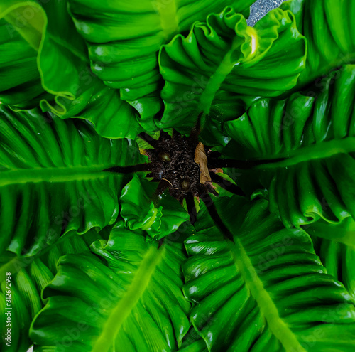 Fresh green fern leaves Saw the pattern clearly on the surface clearly