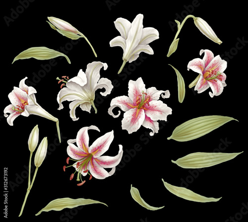 lily Lilium Oriental Hybrids bloom  pink white Valentine's day mom's day love romance adorable affection amour summer spring