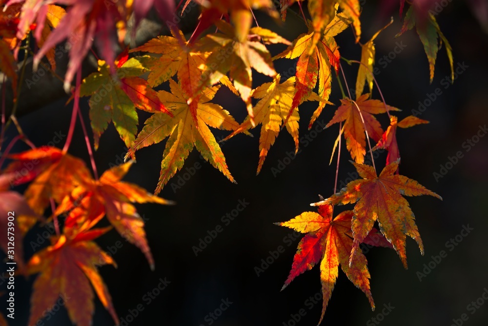 Red and yellow maple tree foliage detail in Autumn. Red and yellow maple tree foliage detail in Autumn.