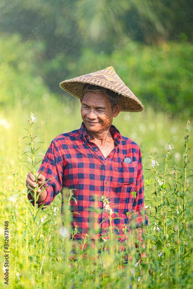 Portrait of a happy senior Asian farmer at Sesame Garden.