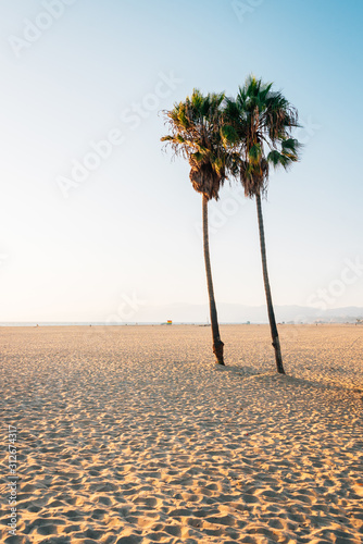 Palm trees on the beach  in Venice Beach  Los Angeles  California