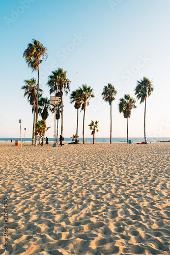 Palm trees on the beach, in Venice Beach, Los Angeles, California