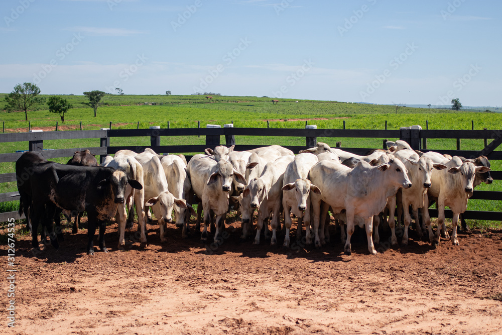 custom made wallpaper toronto digitalAnimais na fazenda