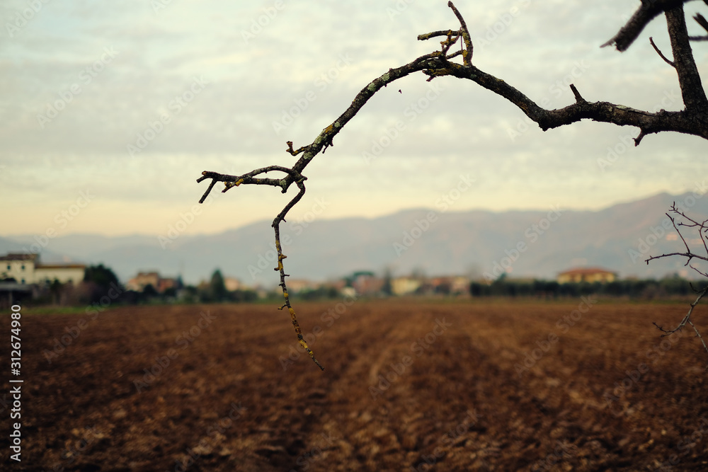 Ramo albero in paesaggio agricolo Ramo albero in paesaggio agricolo