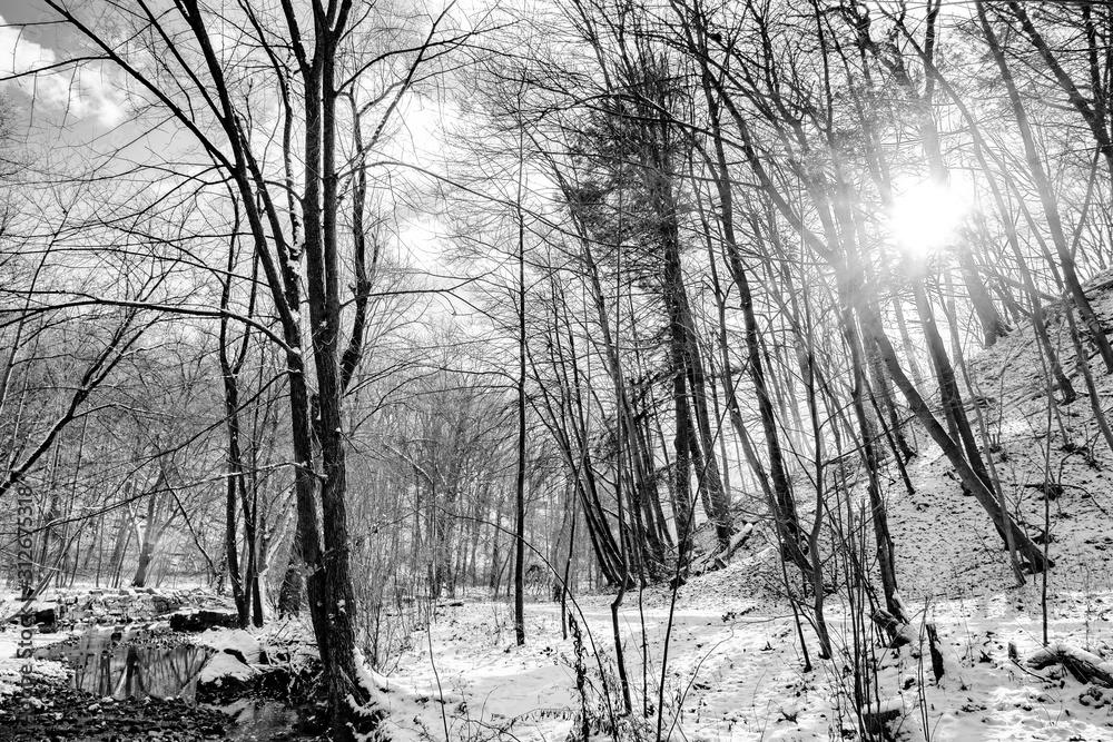 Fototapeta A beautiful woodland covered in snow 