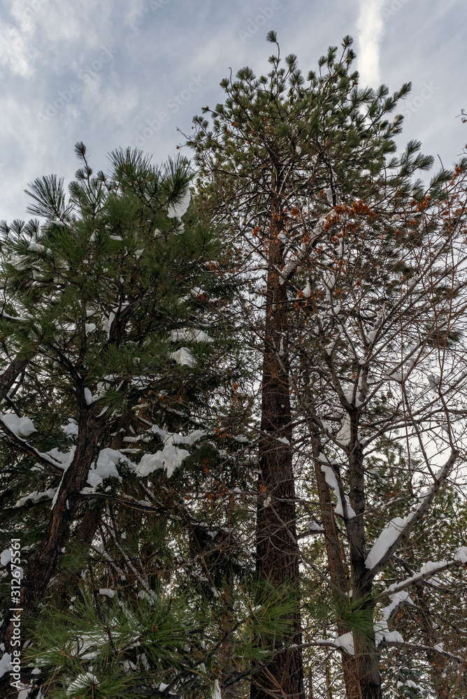 Tall pine trees with branches covered in snow will drop chunks of frozen surprises as the warmer day melts the snow in the winter neighborhood of Wrightwood, California. Tall pine trees with branches covered in snow will drop chunks of frozen surprises as the warmer day melts the snow in the winter neighborhood of Wrightwood, California.