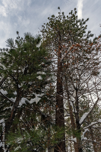 Tall pine trees with branches covered in snow will drop chunks of frozen surprises as the warmer day melts the snow in the winter neighborhood of Wrightwood, California.