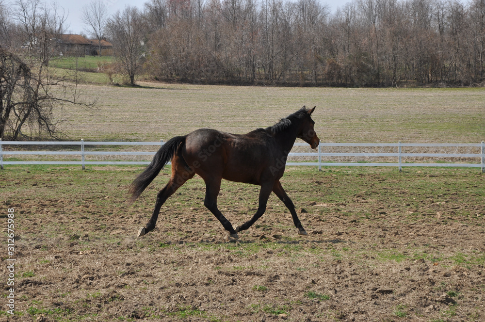 brown horse trot