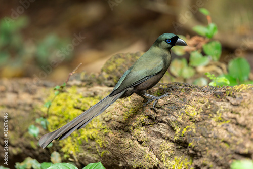 Racket-tailed treepie