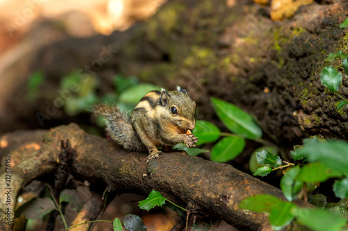 Himalayan striped squirrel