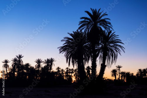 Silhouette coconut palm trees on beach at sunset. Vintage tone. Landscape with palms during summer season, California state, USA Beautiful background concept © Michal