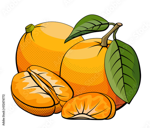 Vector illustration of mandarins on white.