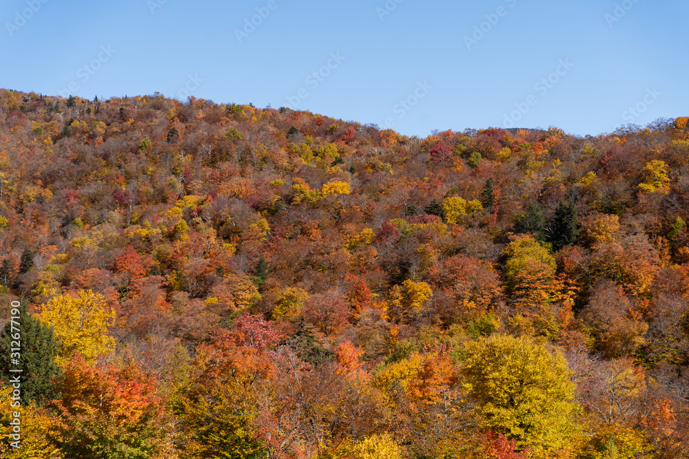 Fall colour seen from above, with telephoto lens, on Stowe Mountains in Vermont, US. A forest of trees turning red and orange.