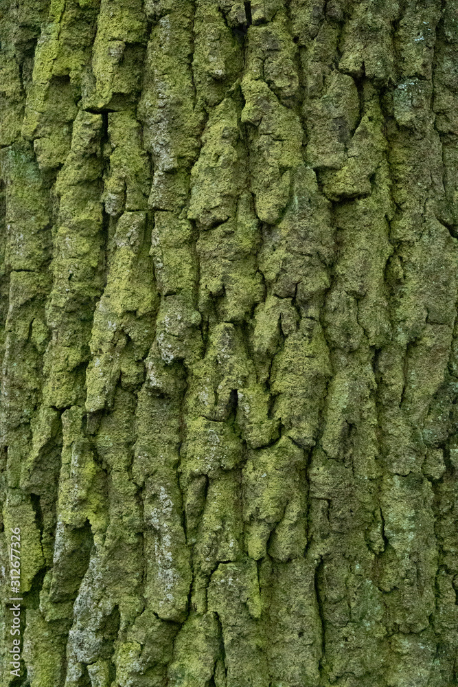 bark of a tree bark of a tree
