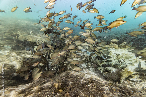 Extreme wide shot of hundreds of Mangrove Snappers (Lutjanus griseus) warming themselves in the warm, 72 degree water flowing from underground springs on a cold Florida winter's day.