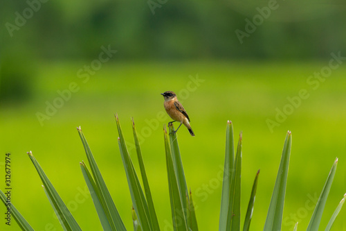 Stejneger's Stonechat with green leaf