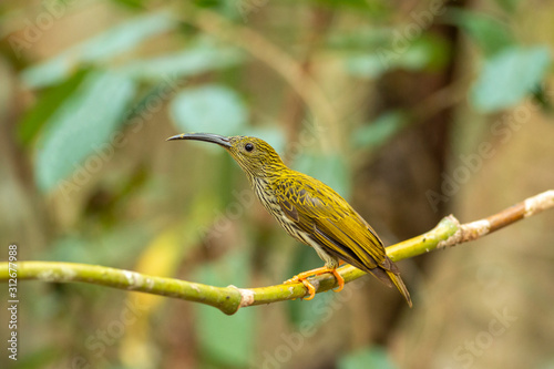 Streaked Spiderhunter