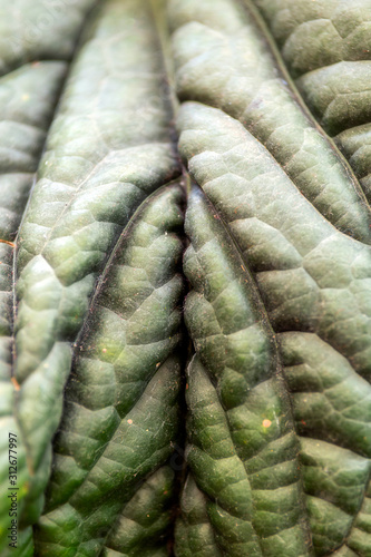 Green Leaf Background