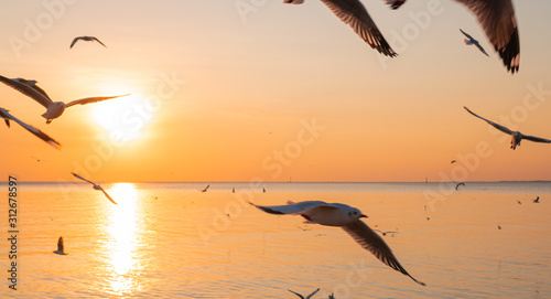 Some of seagulls flying around the sun with orange sunset. Bright summer day. Vacation time. peaceful