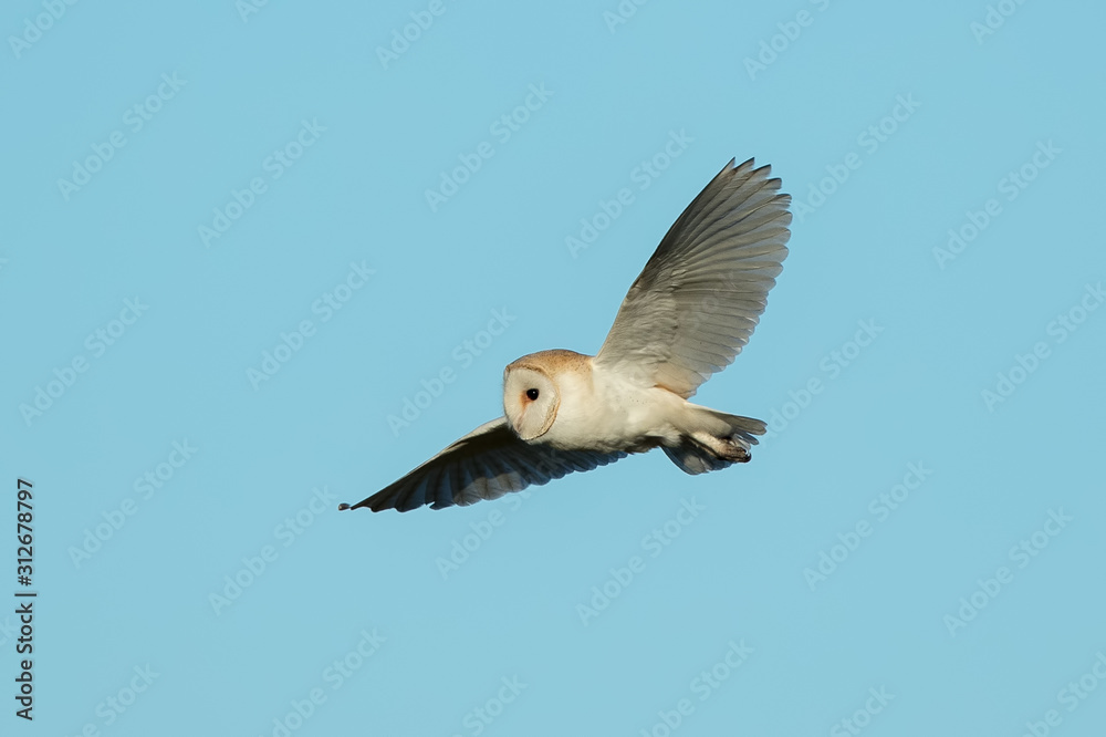 Barn Owl Flying