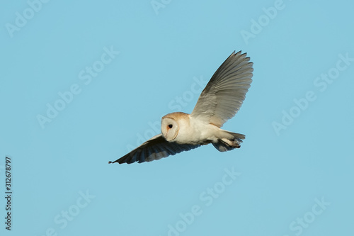 Barn Owl Flying © Simon Stobart