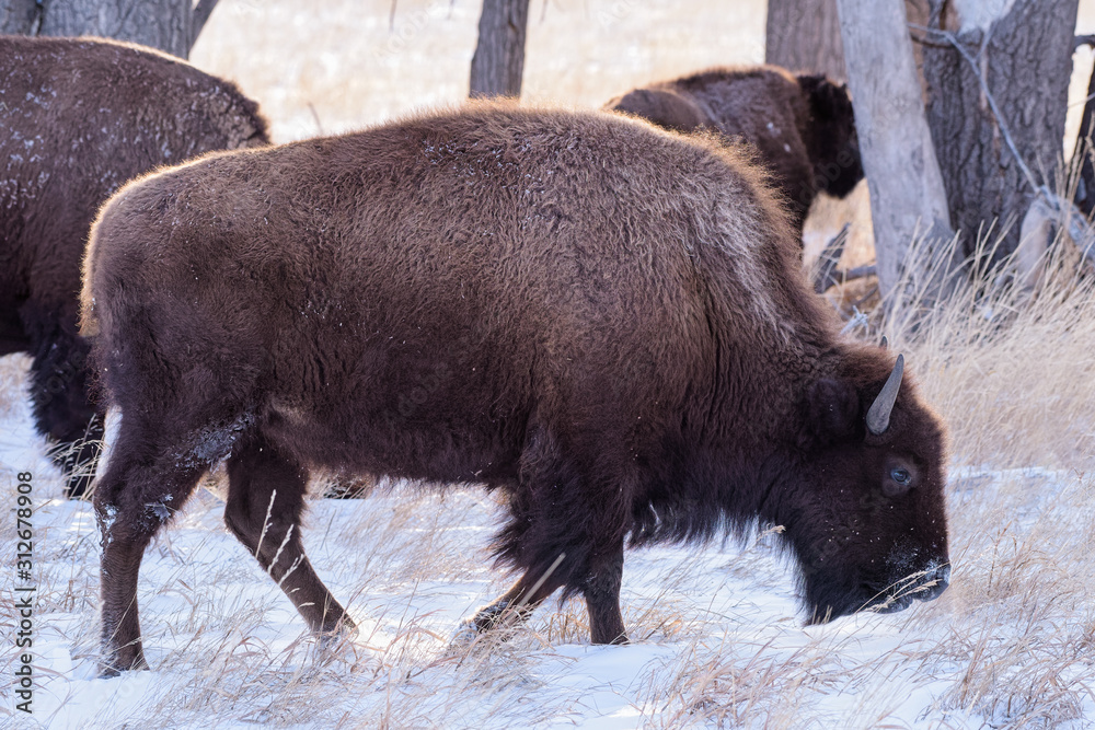 American Bison on the High Plains of Colorado. Bison in Snow American Bison on the High Plains of Colorado. Bison in Snow