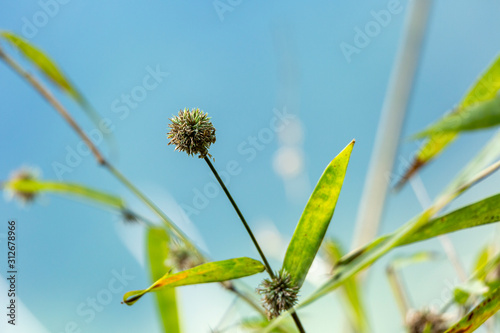 The flowers of bamboo