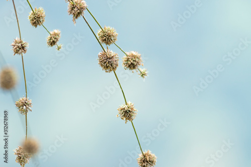 The flowers of bamboo