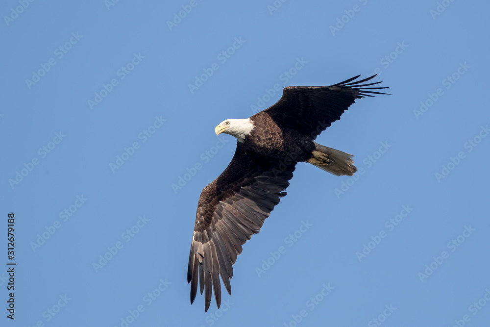 Obraz premium Bald Eagle Flying