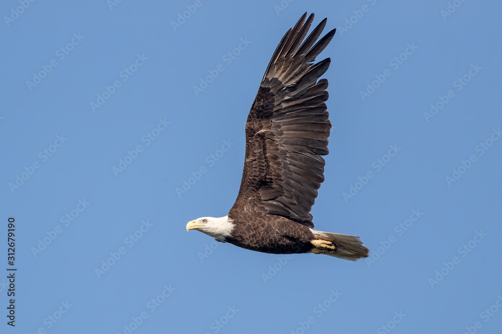 Bald Eagle Flying