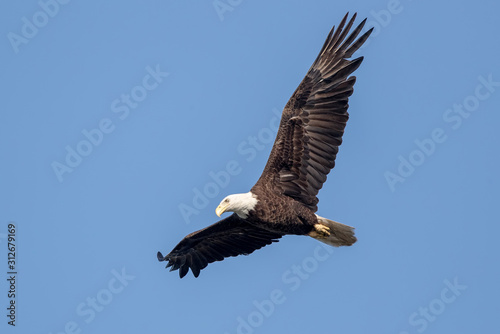 Bald Eagle Flying © Simon Stobart