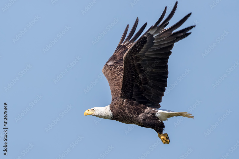 Fototapeta premium Bald Eagle Flying