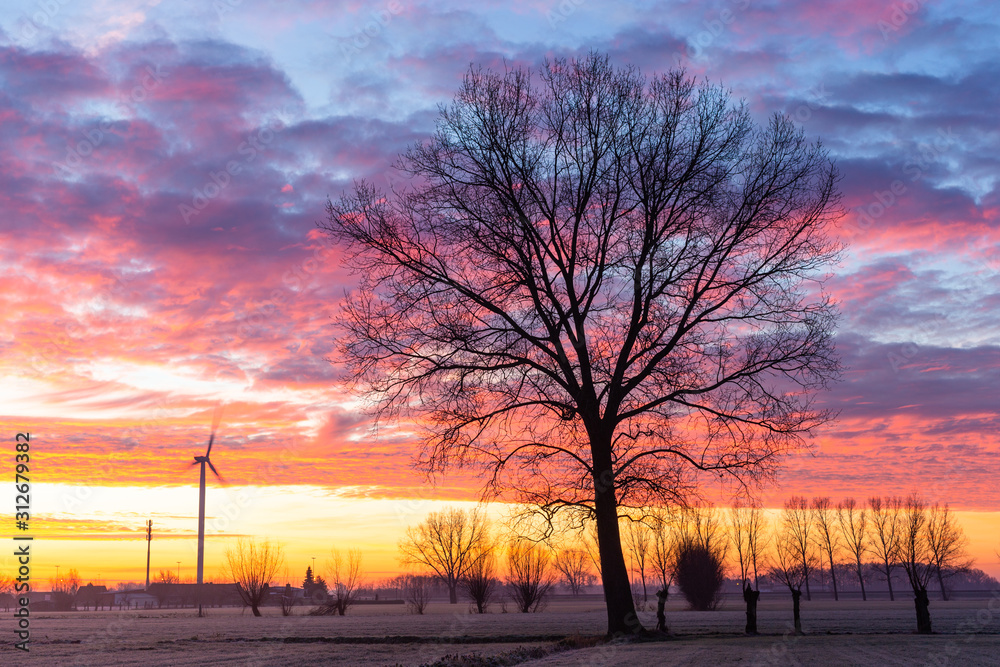Obraz premium outline of tree in front of colourfull sunrise