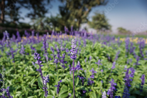 Blue salvia flowers in the garden