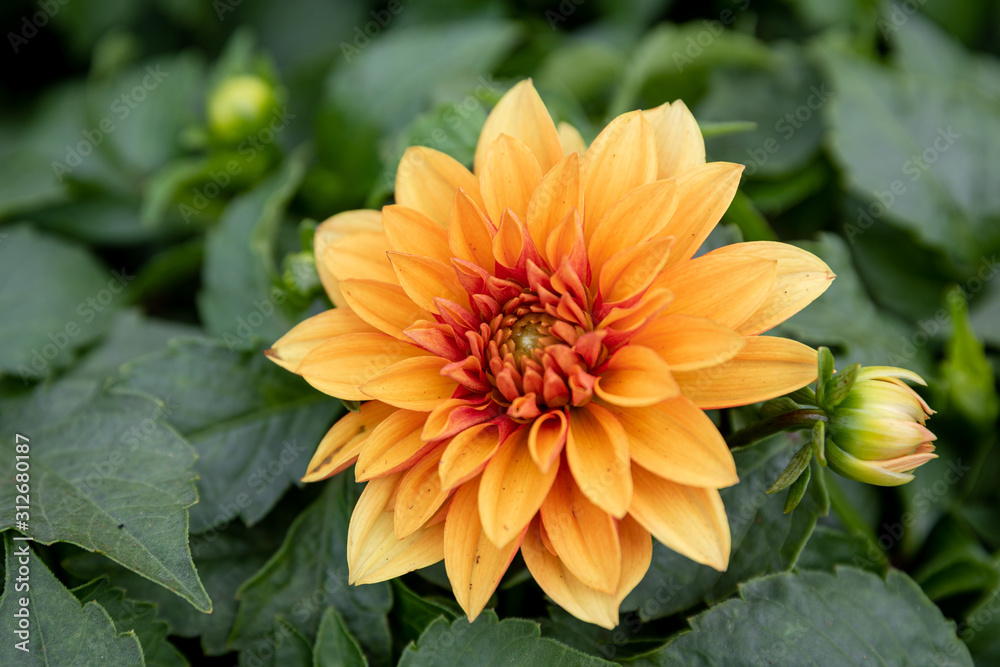 Dahlia Dahlia