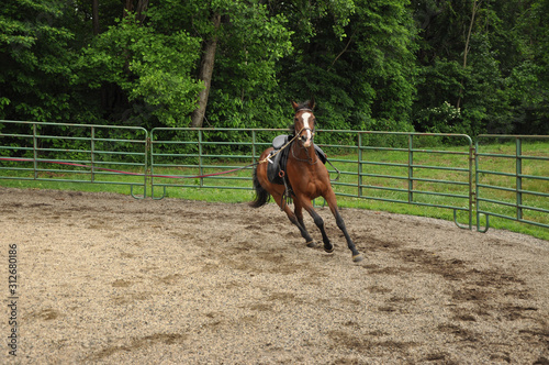 Horse lunging