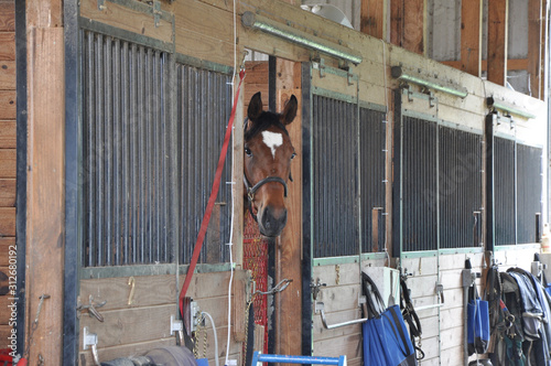 Horse in his stall