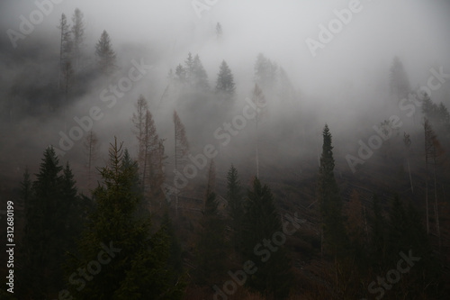 Fototapeta Naklejka Na Ścianę i Meble -  Deforestation in italian Alps mountains. Natural disaster