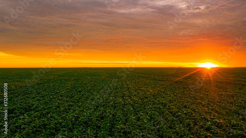 Beautiful soy crop, horizon with sunset - HDR.