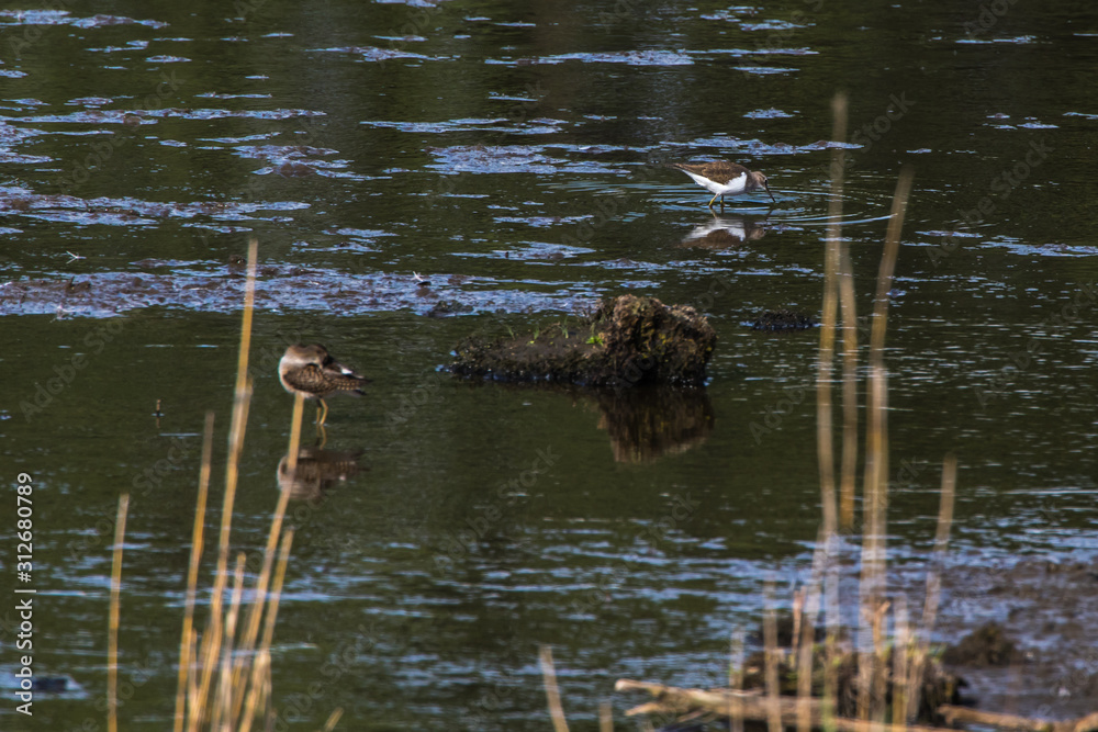 Sandpiper (Actitis hypholeucos)