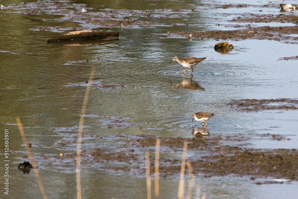 Wood sandpiper (Tringa glareola)