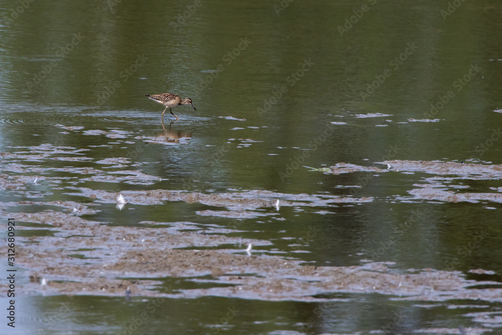 Wood sandpiper (Tringa glareola)