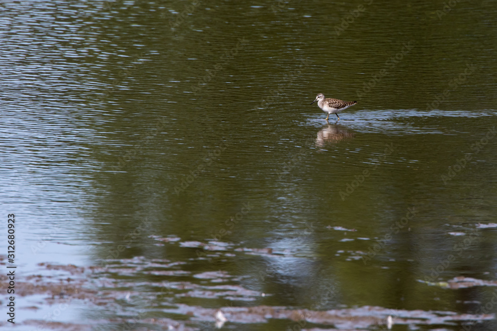 Wood sandpiper (Tringa glareola)